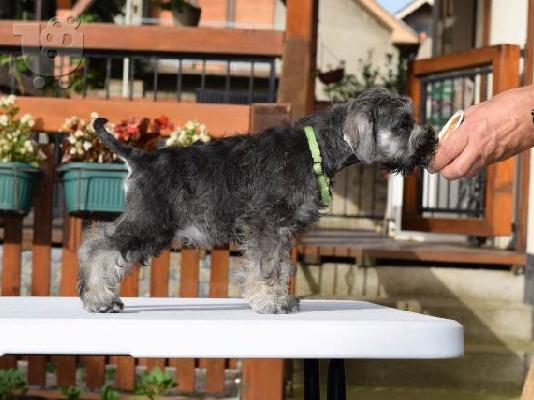 Μινιατούρα Schnauzers πιπέρι και αλάτι